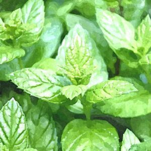 menta-piperita_FotoSketcher