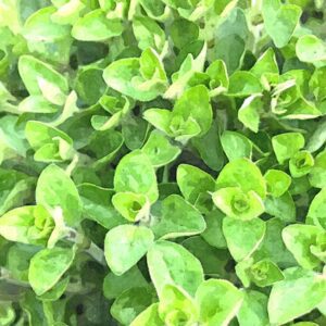 origano-origanum-officinalis_FotoSketcher